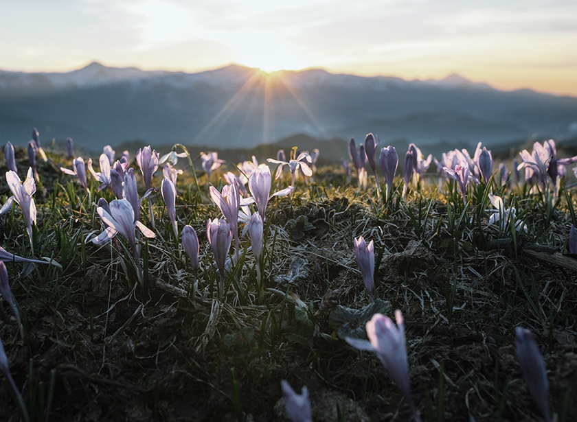 Des crocus roses illuminés par le soleil se levant derrière des sommets alpins.