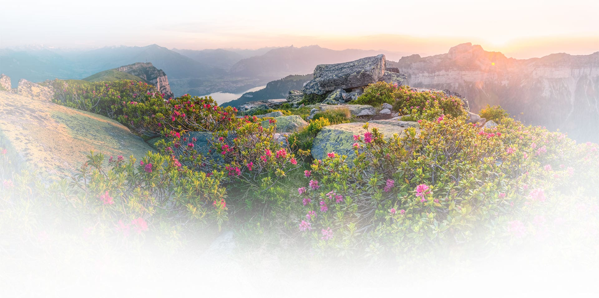 Wild bushes with pink flowers covering the top of a hill, with the sun setting over the moutains in the background.