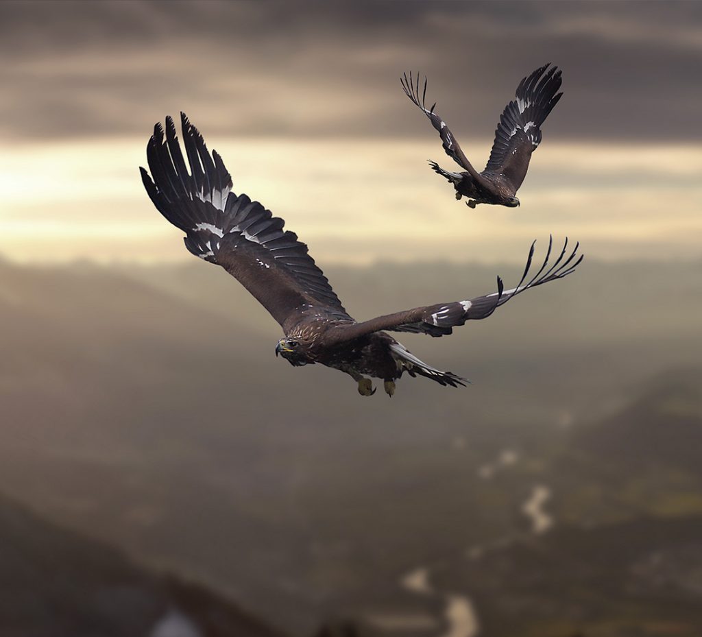 2 aigles royaux survolant une vallée alpine dans une lumière grisâtre hivernale.