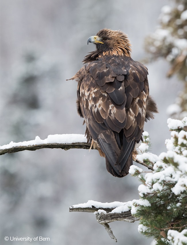 Un agile royal posé sur une branche d'arbre enneigée. © Université de Berne